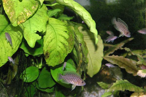 www.israquarium.co.il